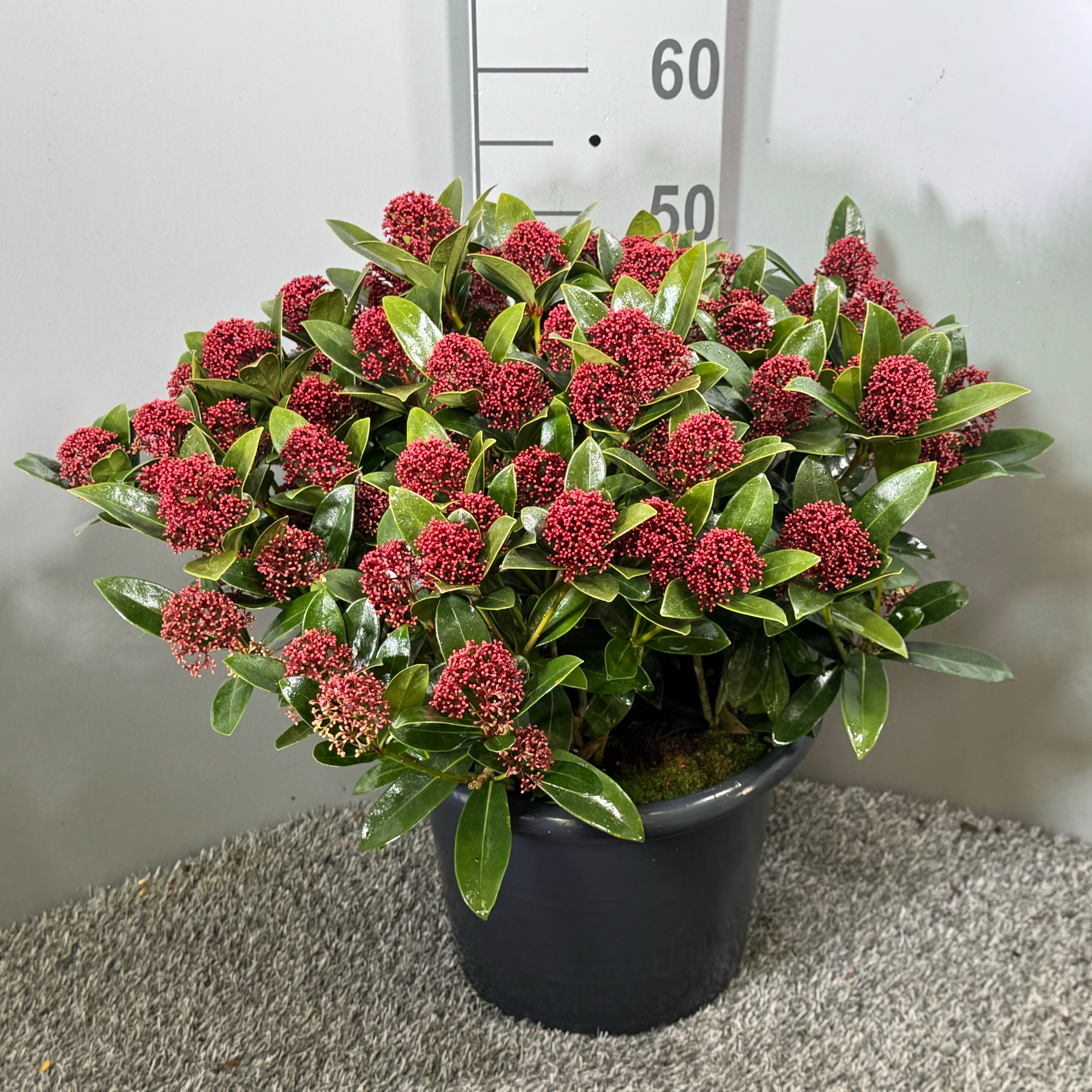 Picture of Skimmia japonica Red Dwarf P29 (10 Ltr) (LOOSE)