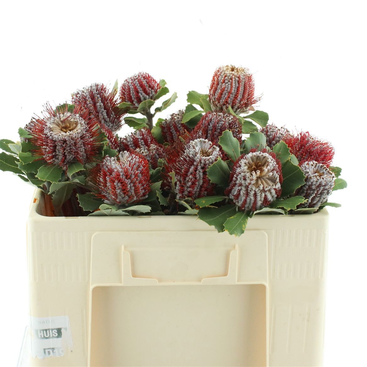 Banksia Coccinea 50cm