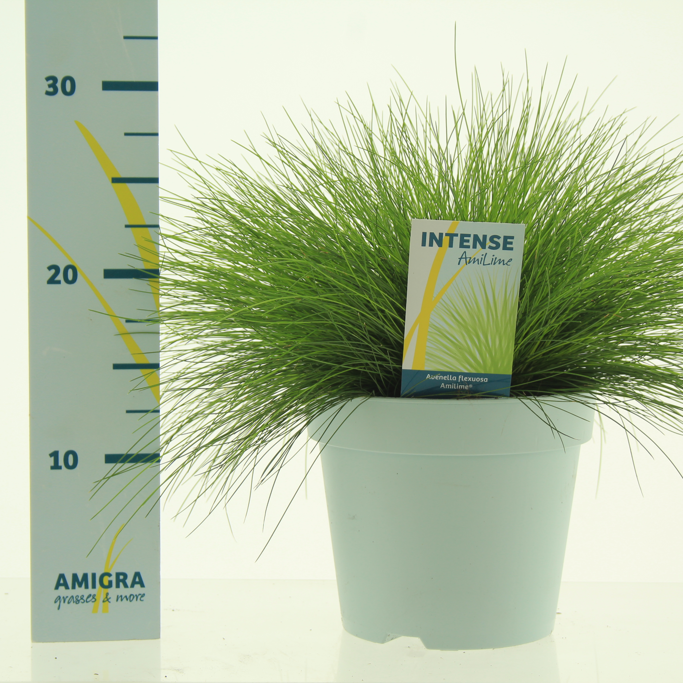 Picture of Deschampsia flexuosa AmiLime® P17 (2 Ltr)