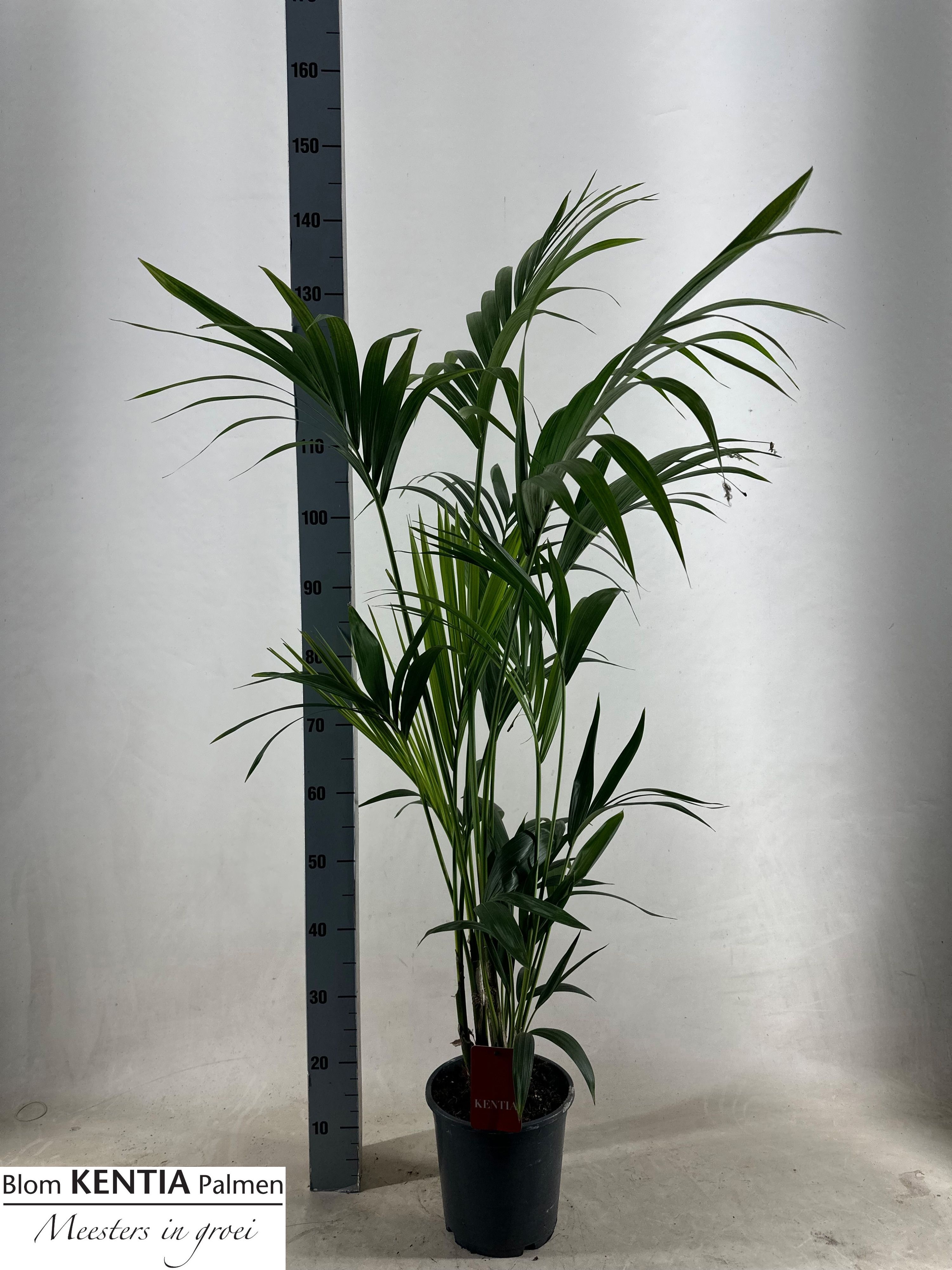 Howea Forsteriana 21P 130H 5stek