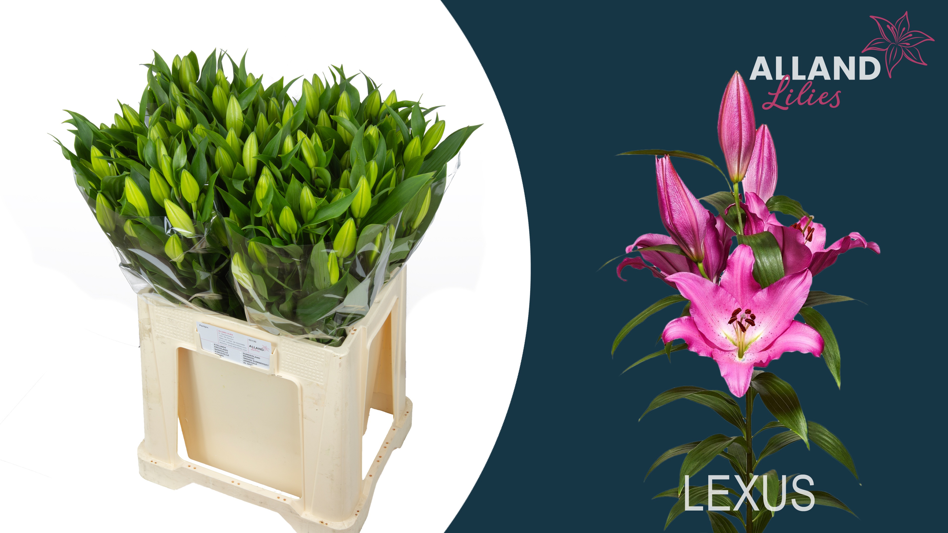 Lilium Or Lexus 60cm 3/5bl