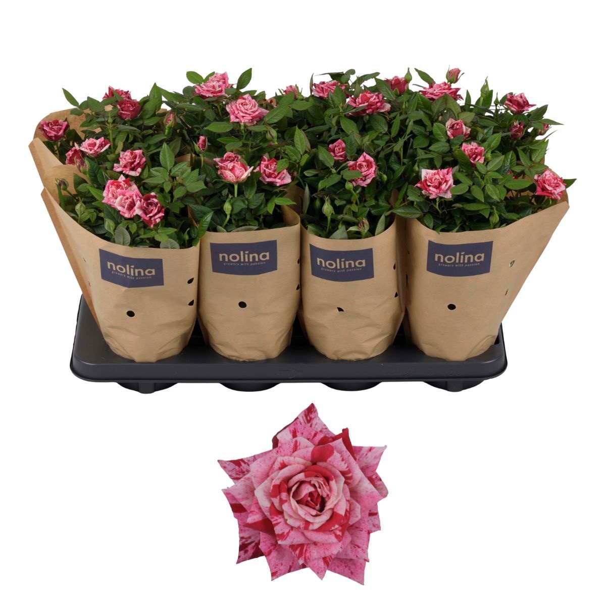Nolina Special Roses Ø 13 Cm Ganna Kraft Hoes