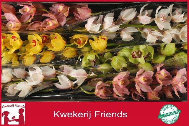 Cymbidium Asst 13bl