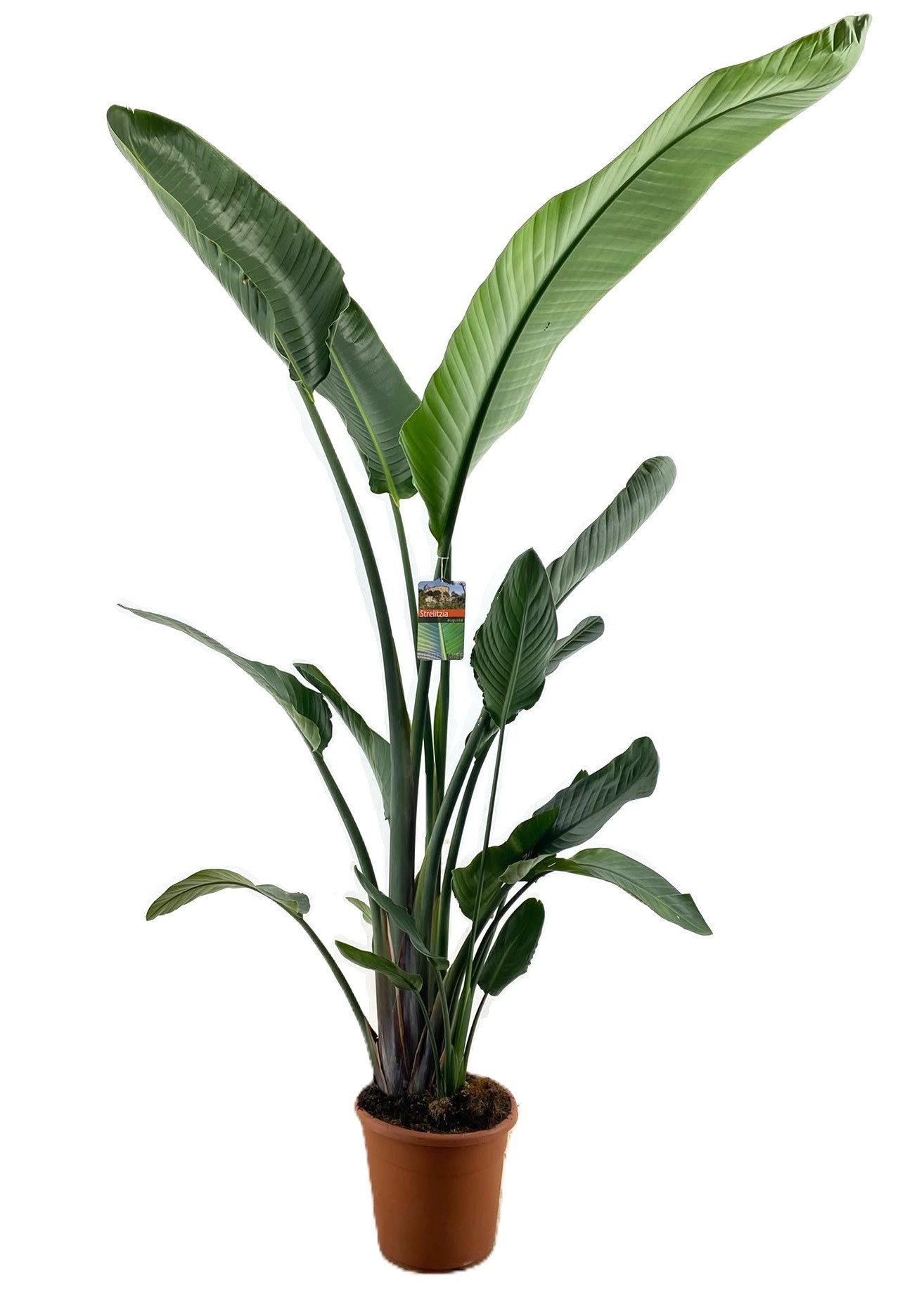 Strelitzia augusta