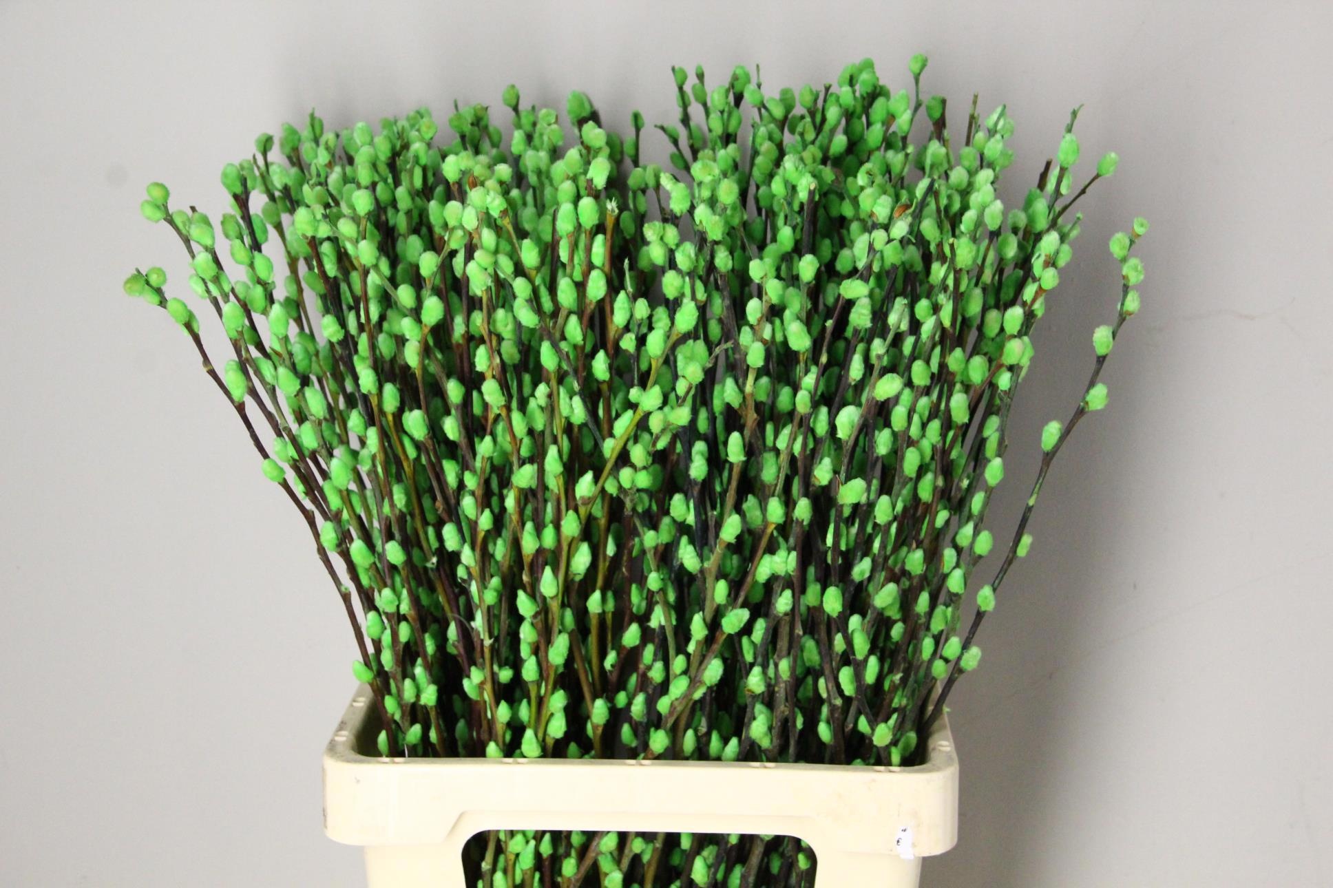 Salix Ov Klb H%