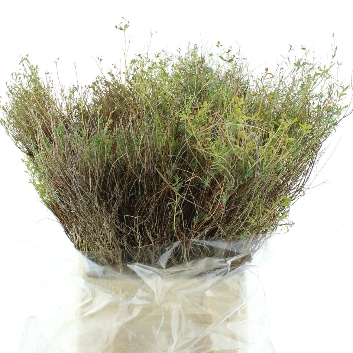 Euphorbia 60cm 200gram