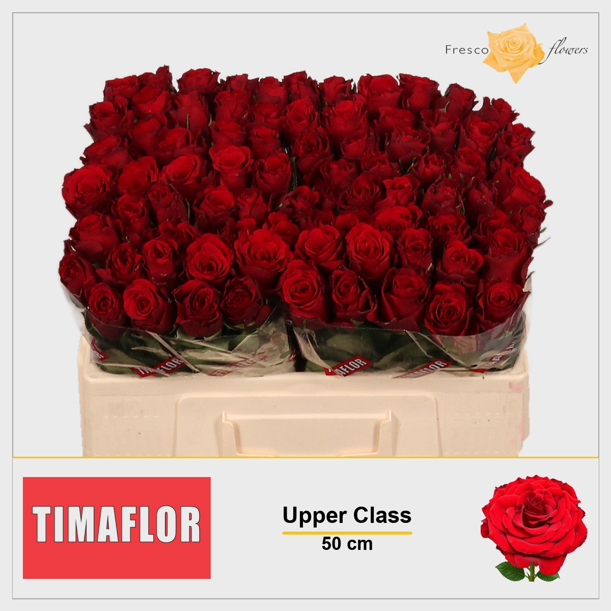 Rosa Upper Class 50cm