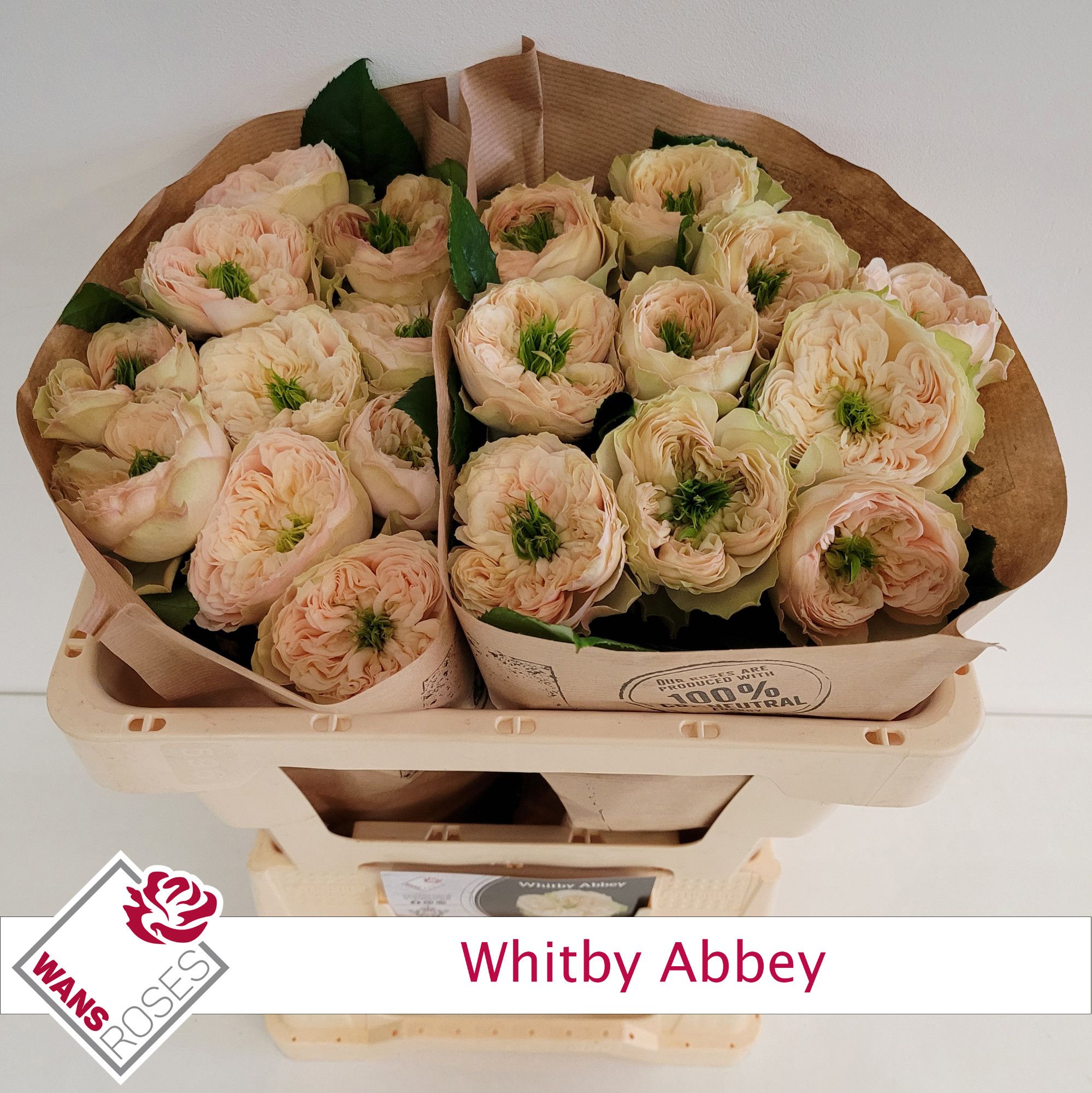 Rosa Garden Withby Abbey 60cm