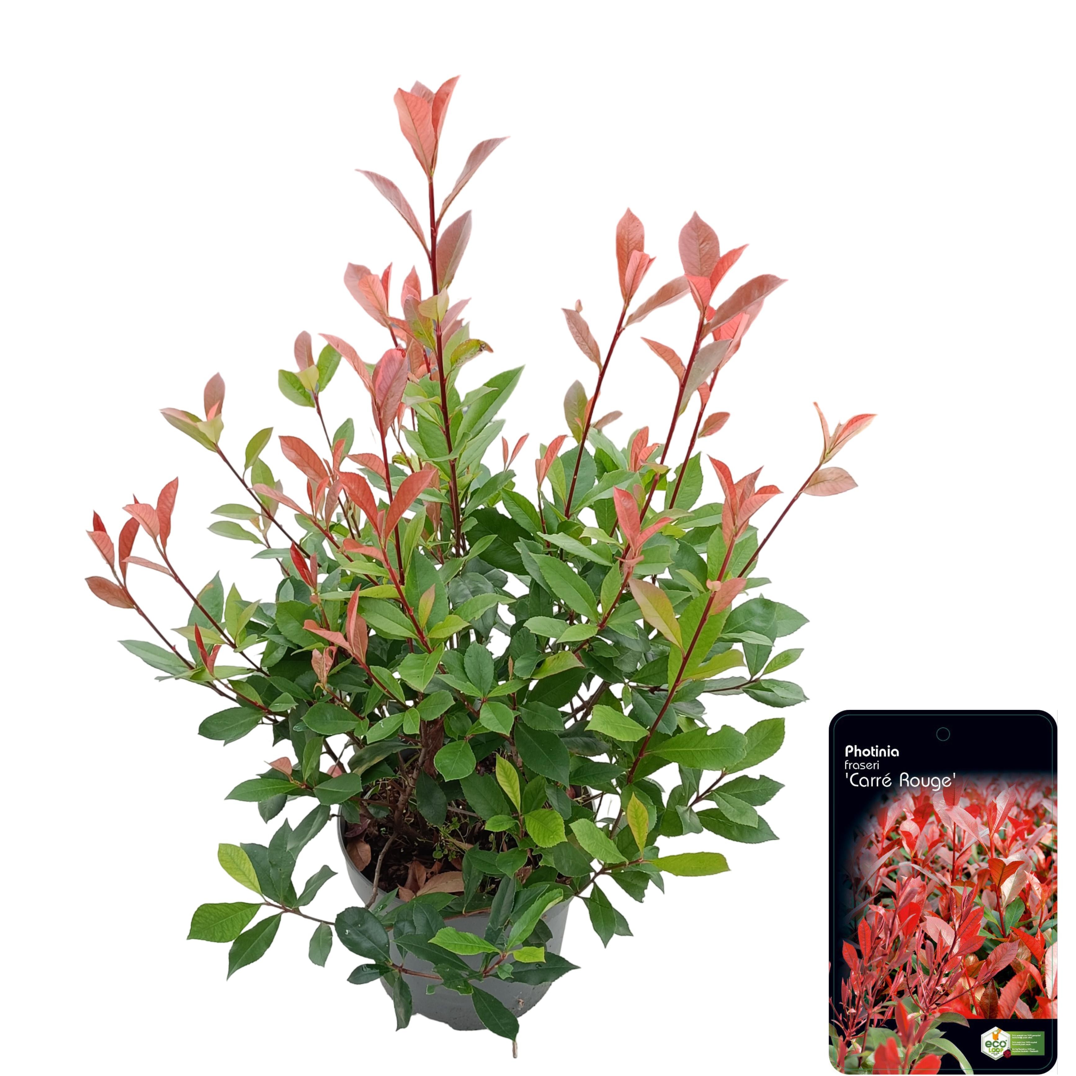 Picture of Photinia fraseri 'Carré Rouge' C10