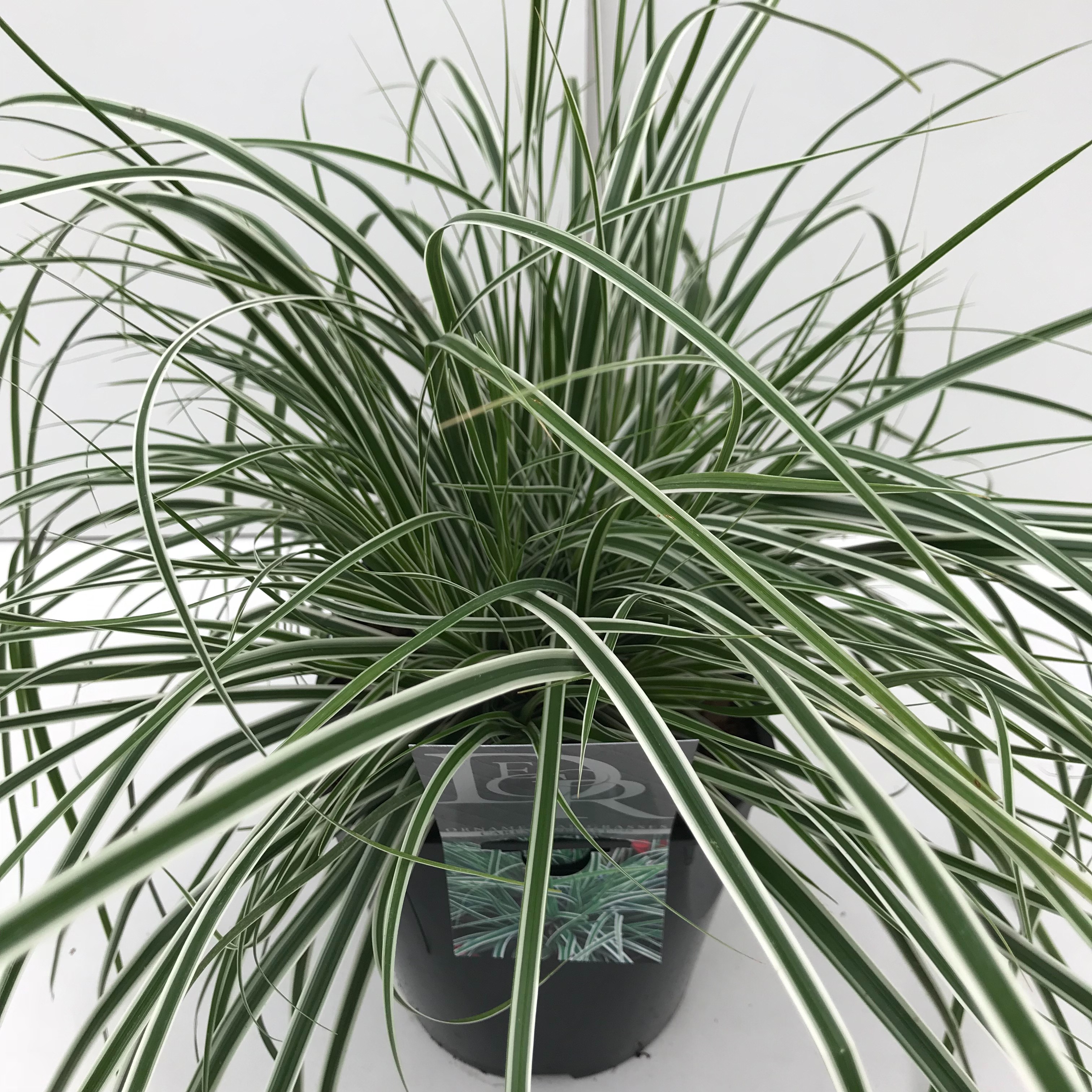 Picture of Carex Everest P23 (5 Ltr) SQUARE (LOOSE)