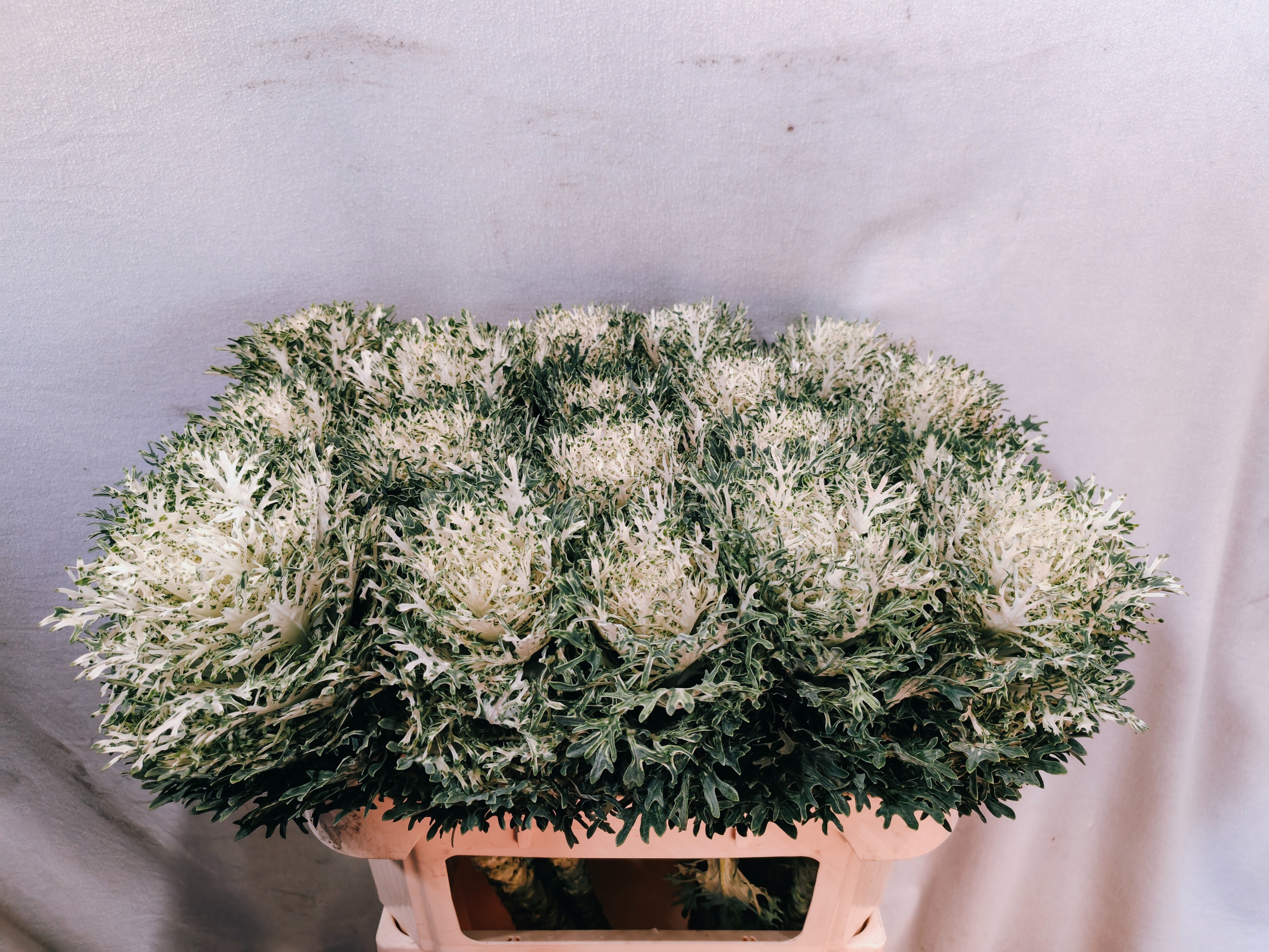 Brassica Crane Fea Snow 70cm
