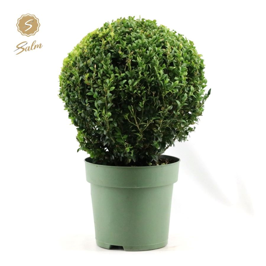 Picture of Buxus semp. Ball Ø32cm P24