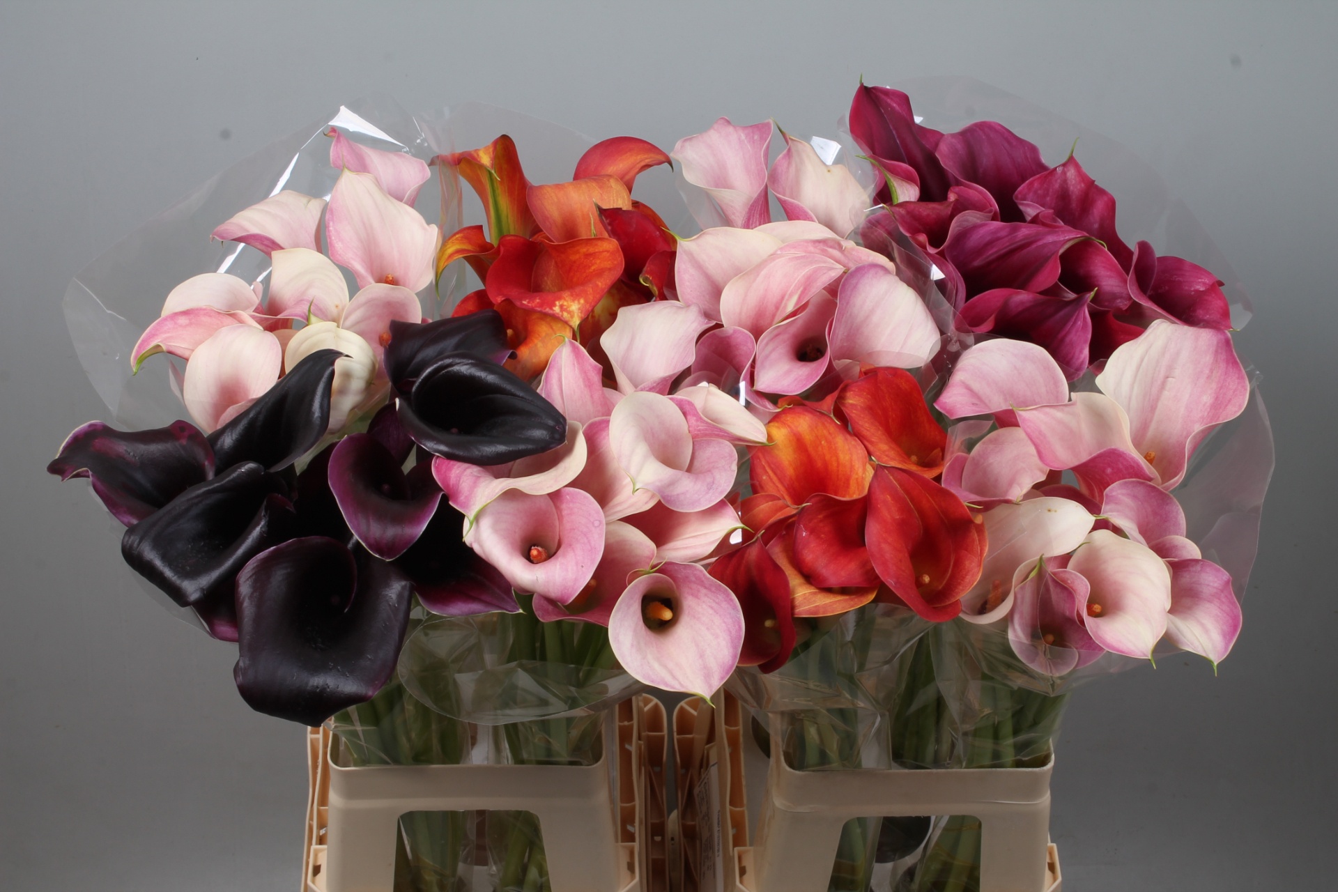 Calla Assorted 70cm