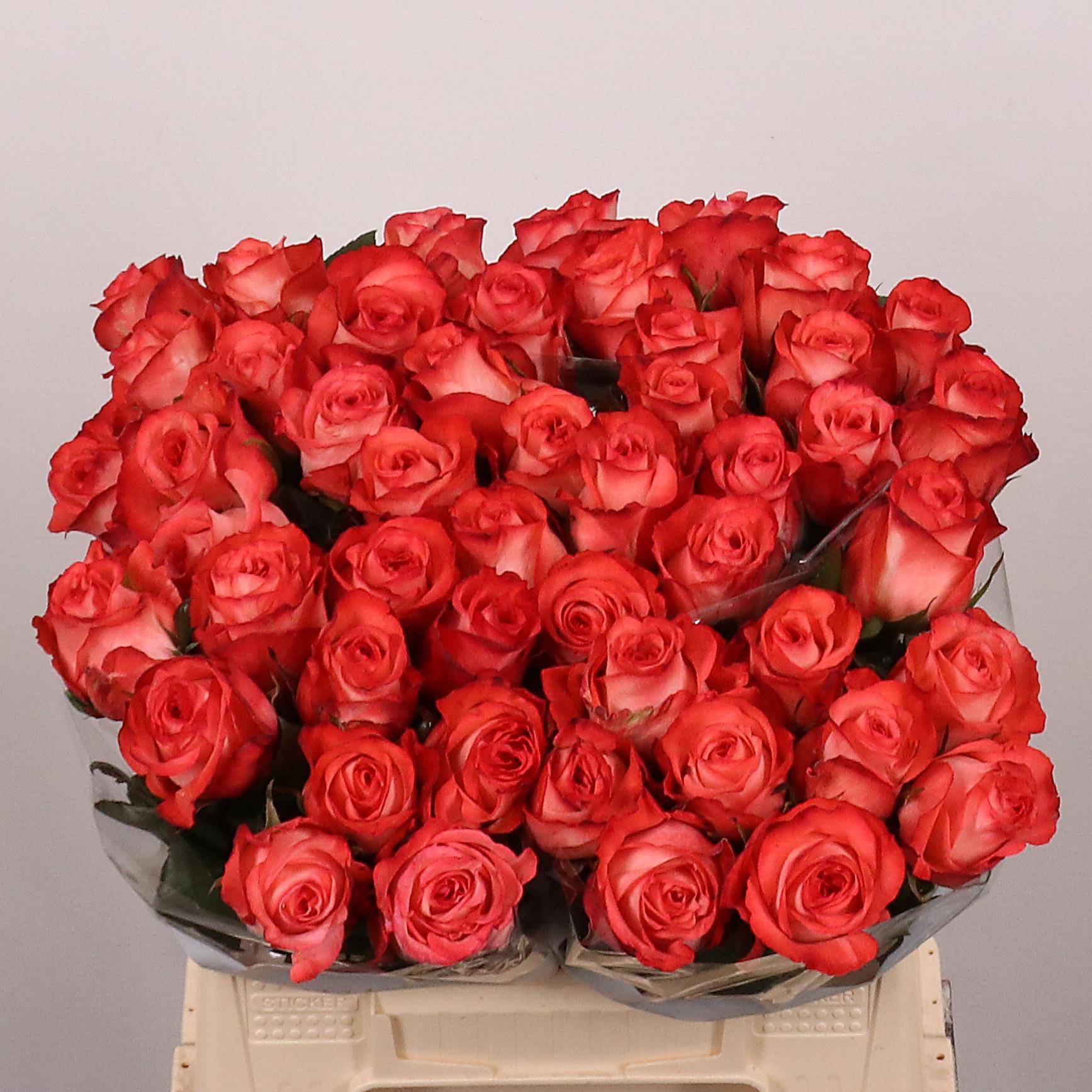 Rosa Icon 40cm