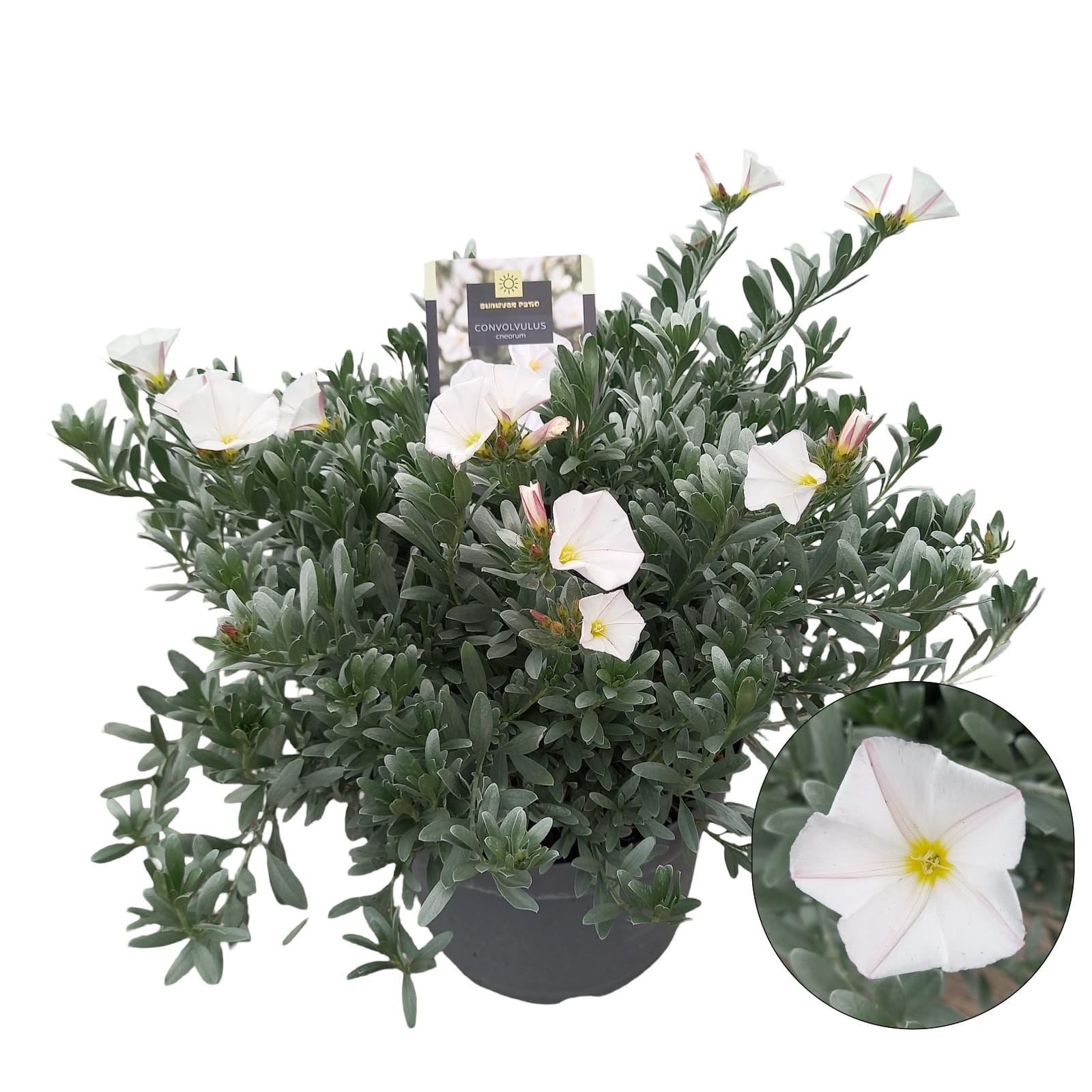 Convolvulus cneorum