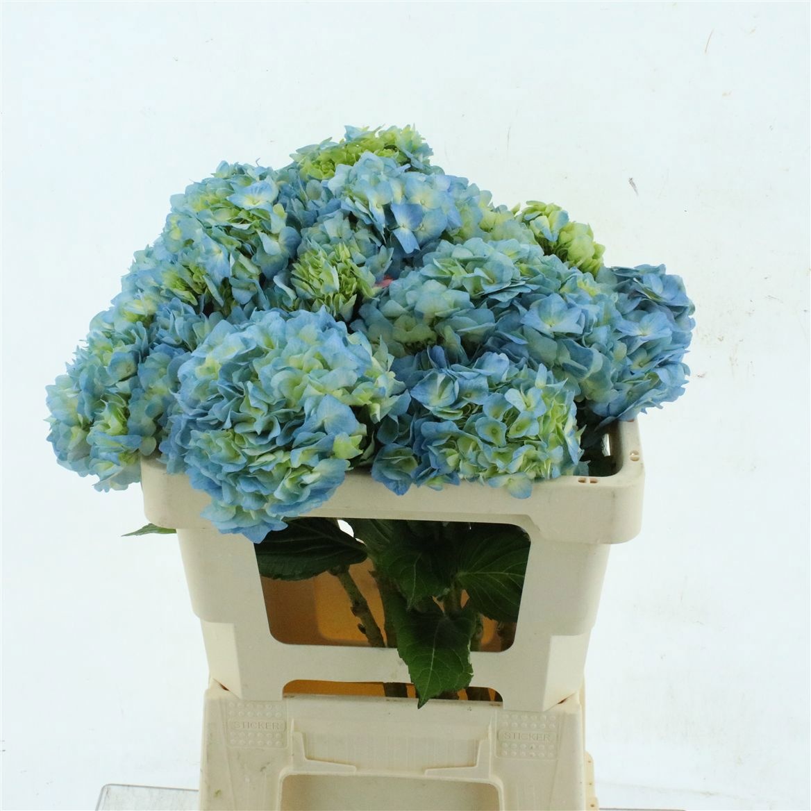 Hydrangea 60cm 19Ø