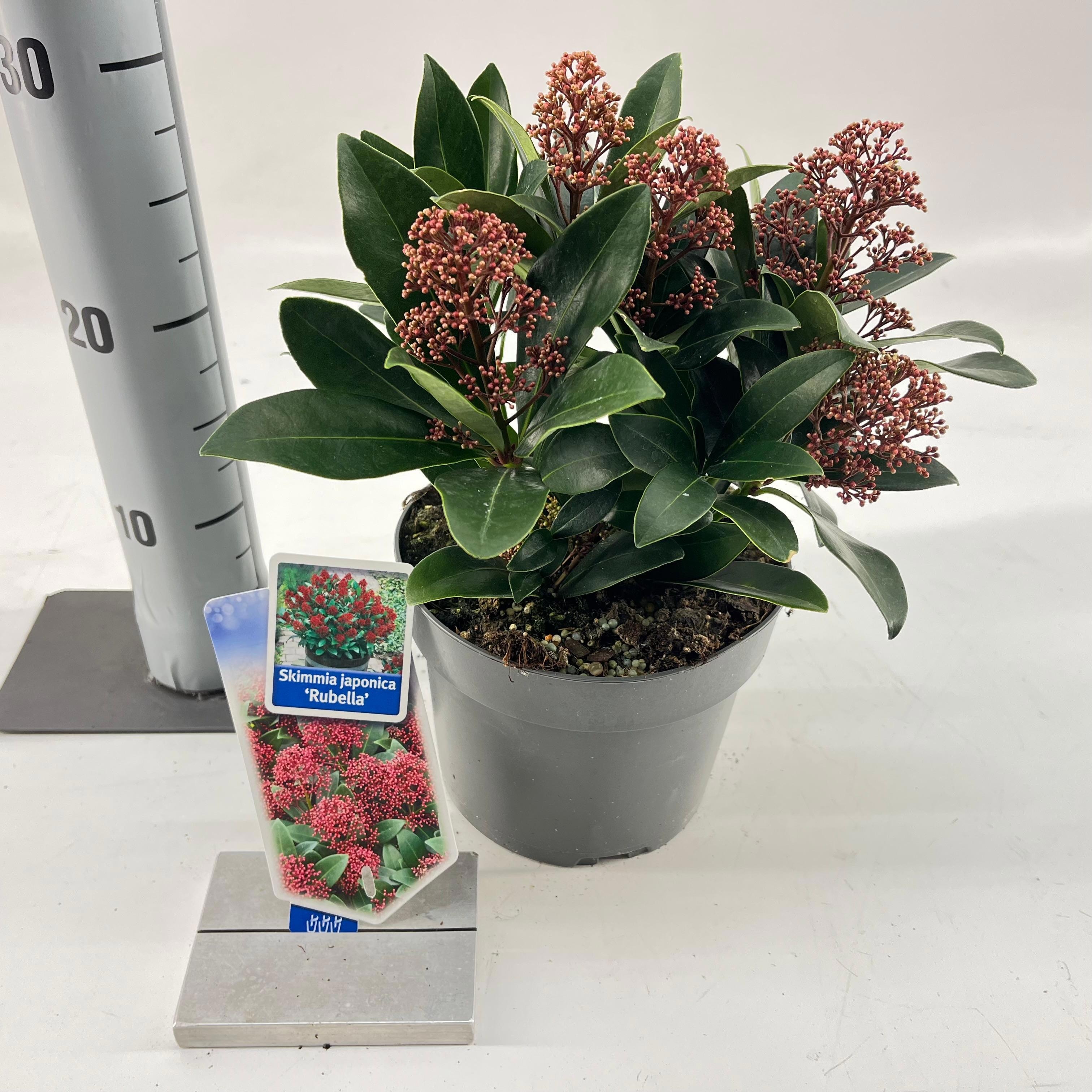 Picture of Skimmia jap. 'Rubella'