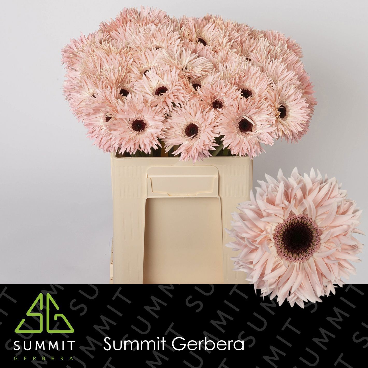 Gerbera Spider Abu 50cm 10Ø