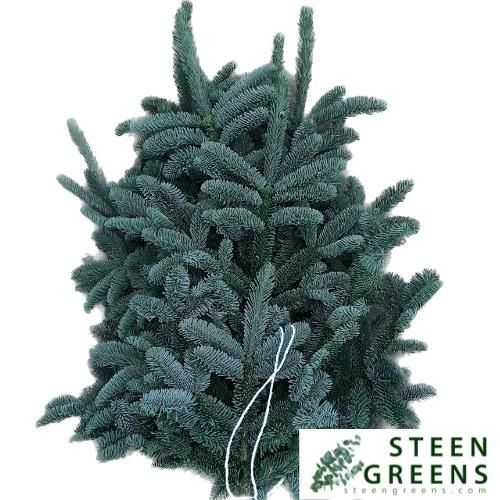ABIES NOBILIS BLUE PER PACK