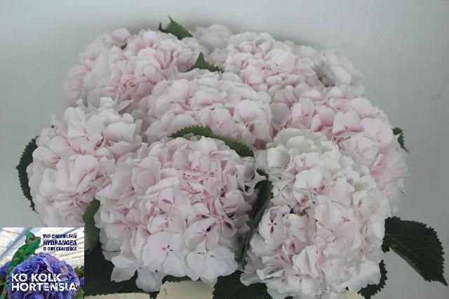 Hydrangea Sweet Verena 40cm 19Ø
