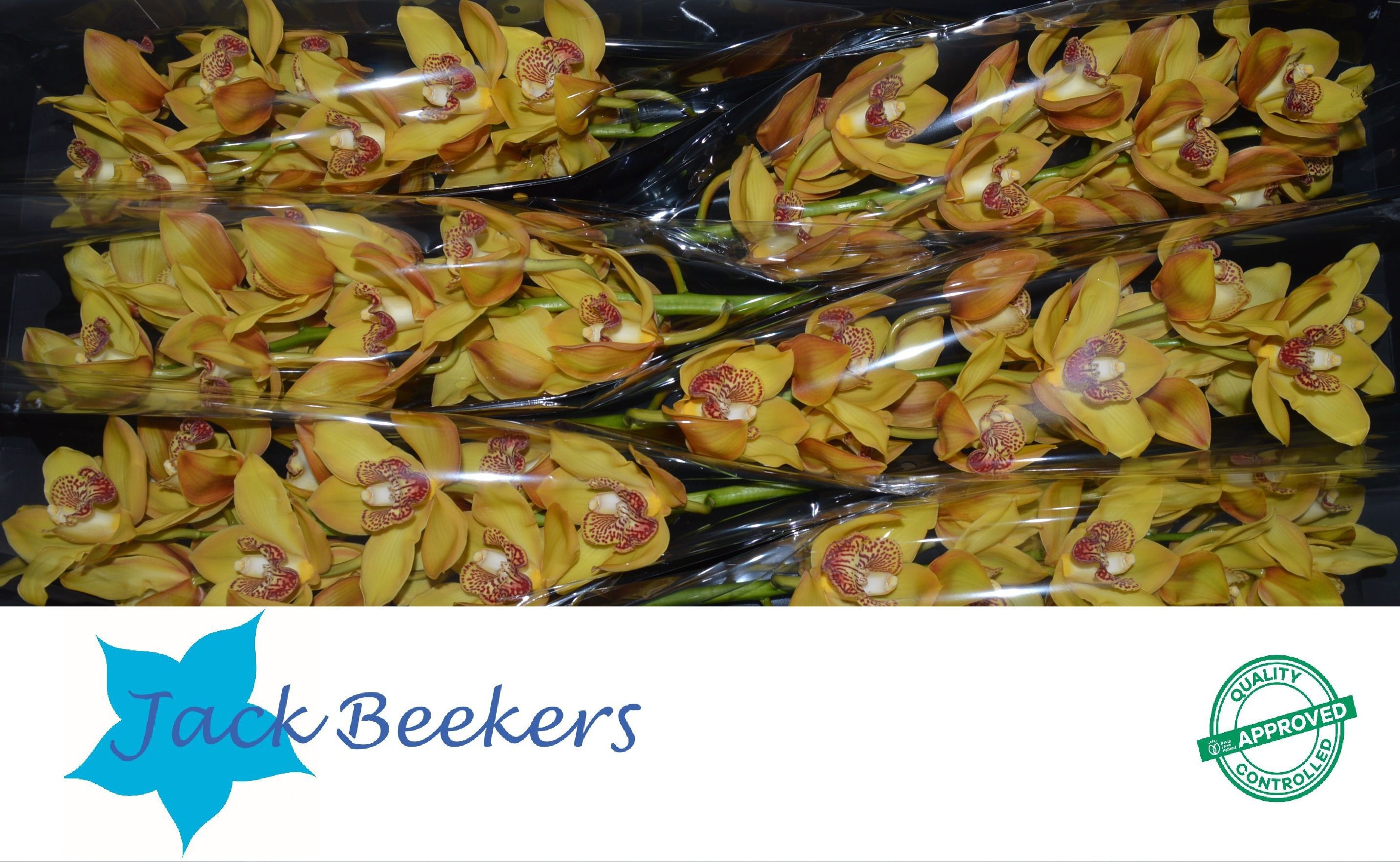 Cymbidium Esther 12/15bl