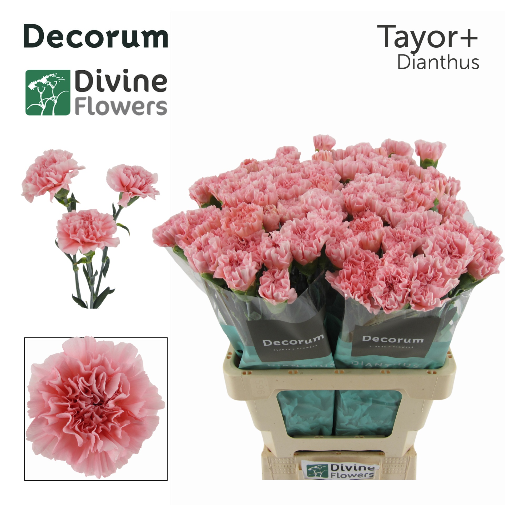 Di St Taylor+