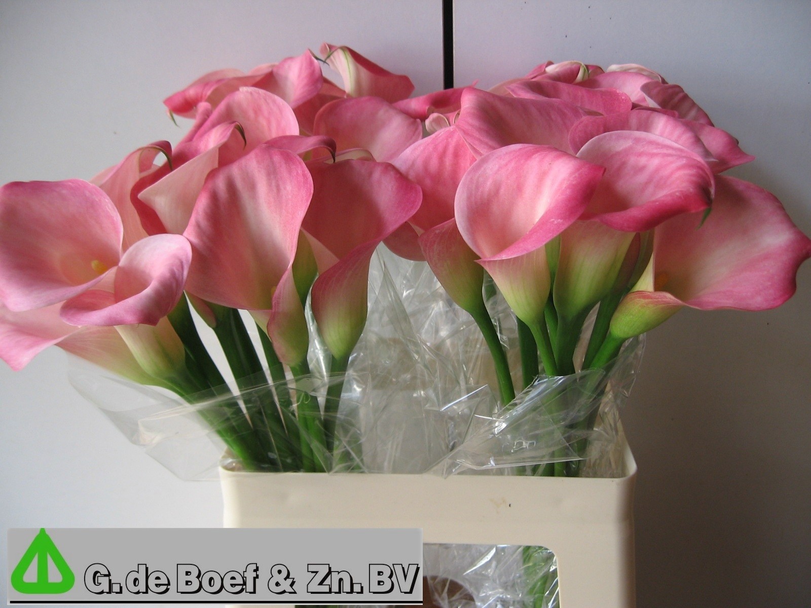 Calla Candy Dream 60cm