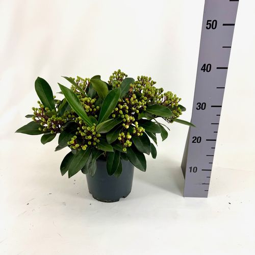 Skimmia japonica LIPSTICK ® p19 Bolw