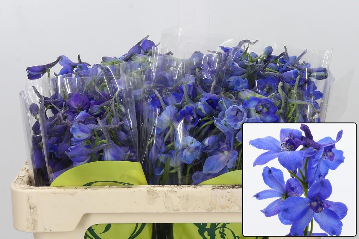 Delphinium Volkenrfrieden 50cm