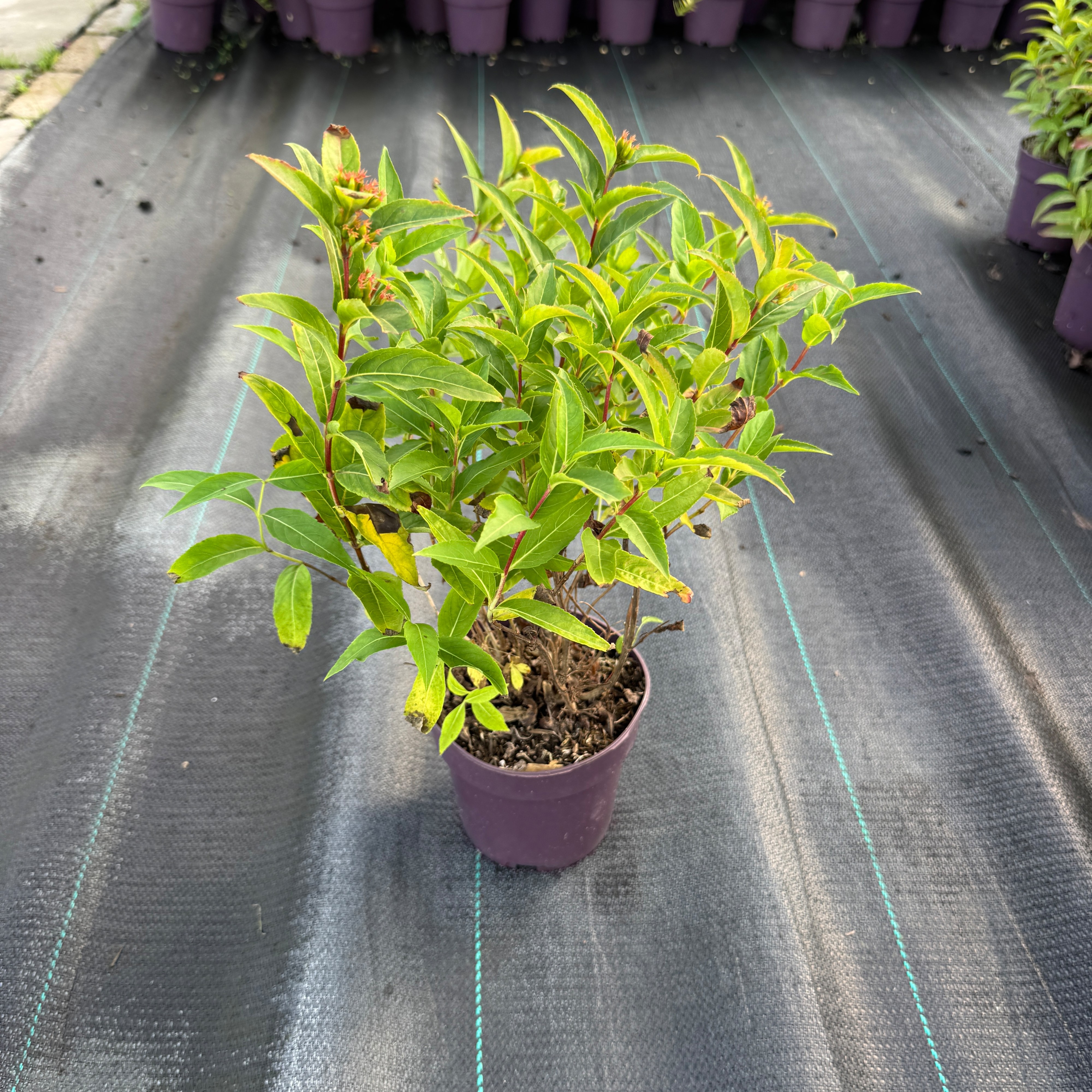 Diervilla sessilifolia 'Butterfly'