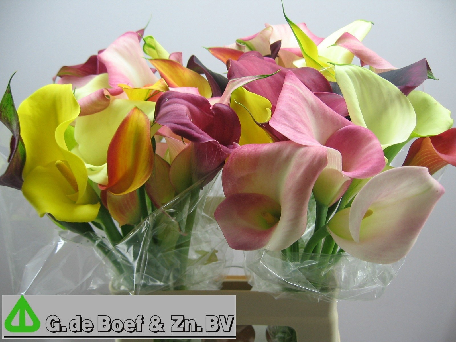 Calla Mixed In Bunch 60cm
