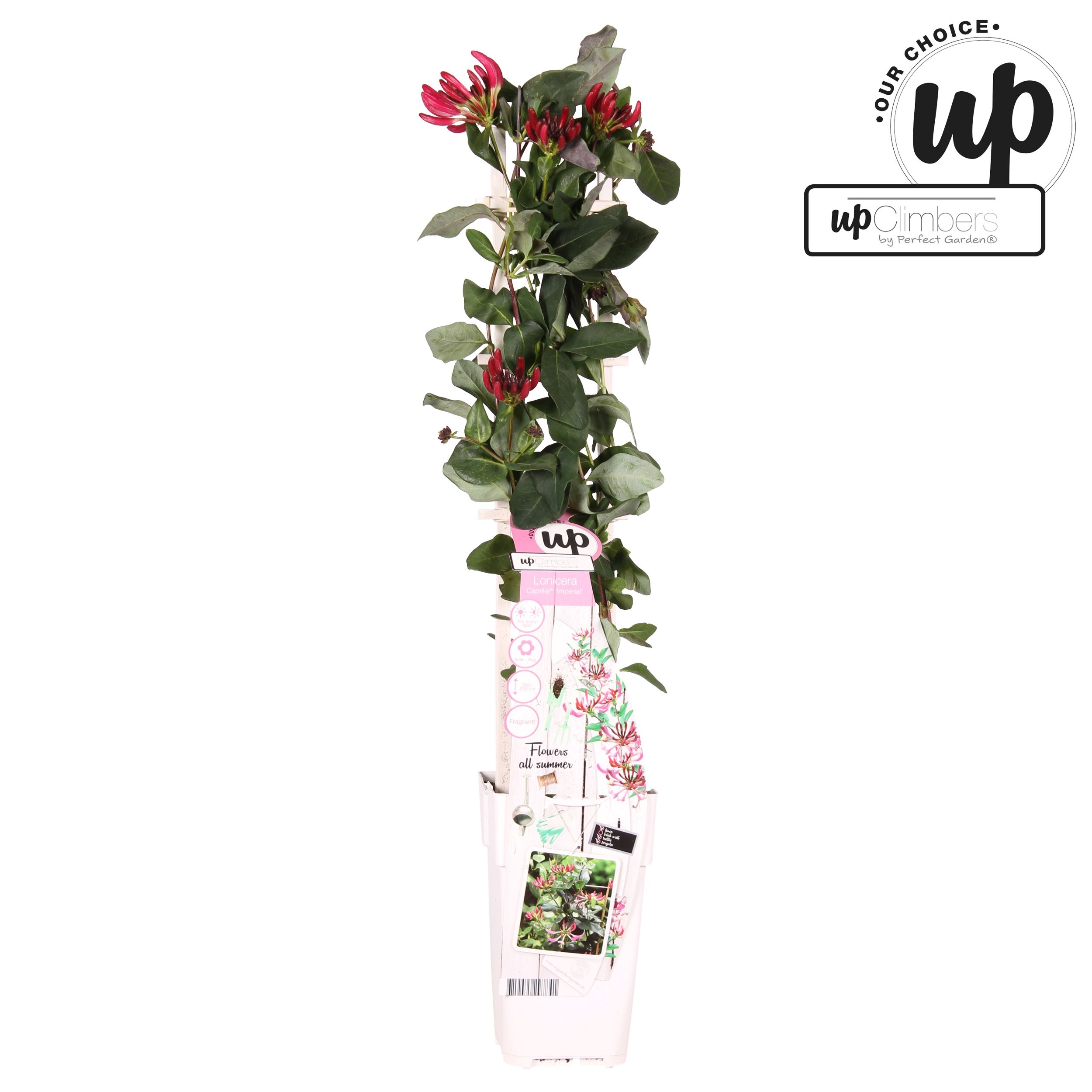 Picture of Lonicera Our Choice mix tray P15