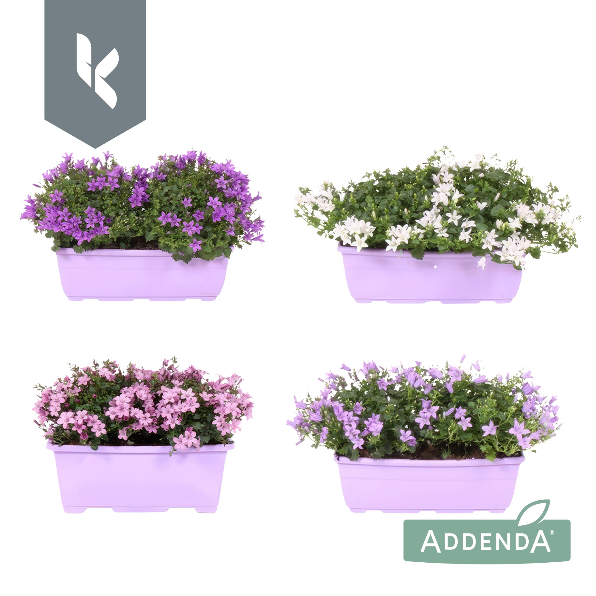 Picture of Campanula Ambella balcony in 3 colours P27 MIX-SHELF