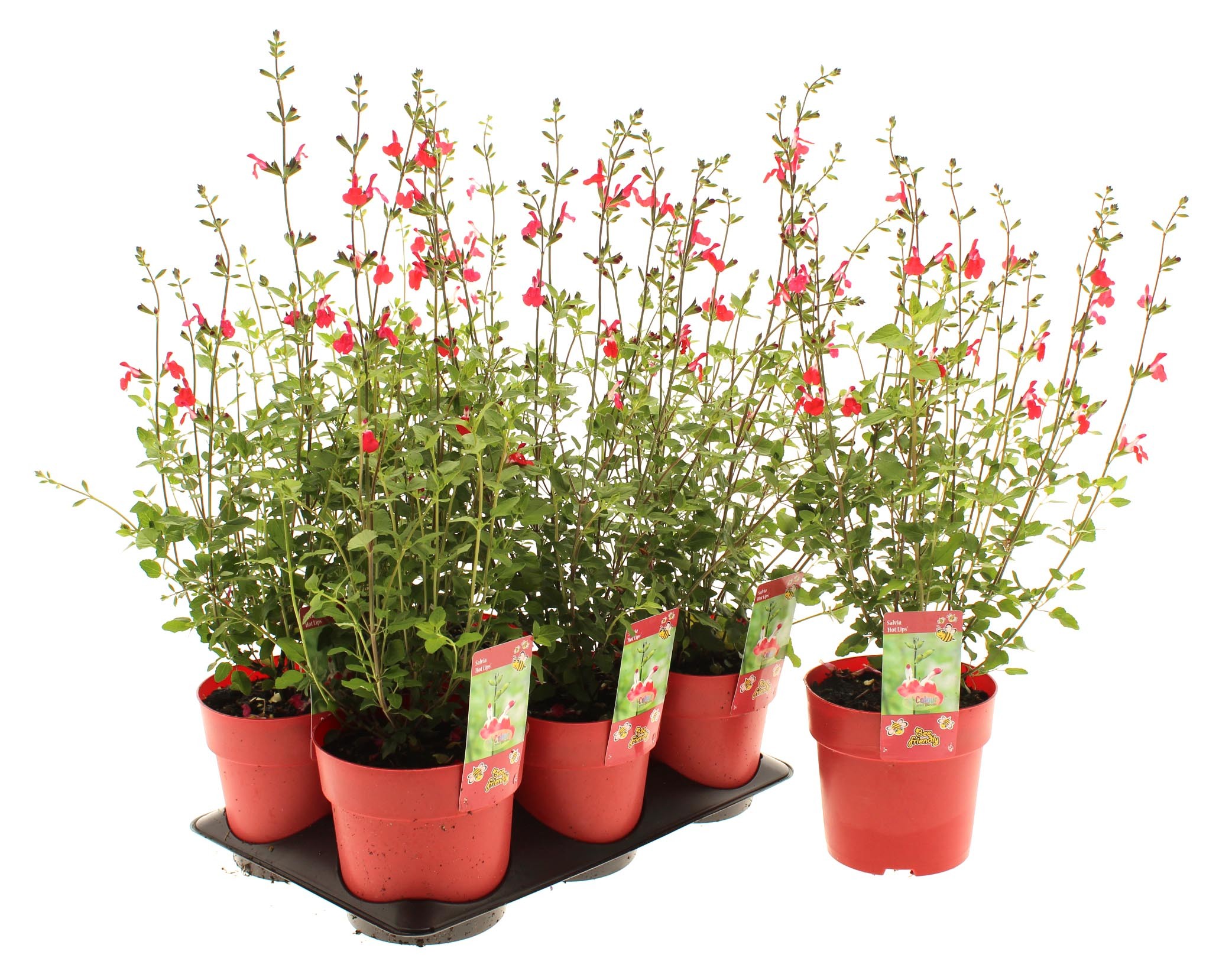 Picture of Salvia Hot Lips