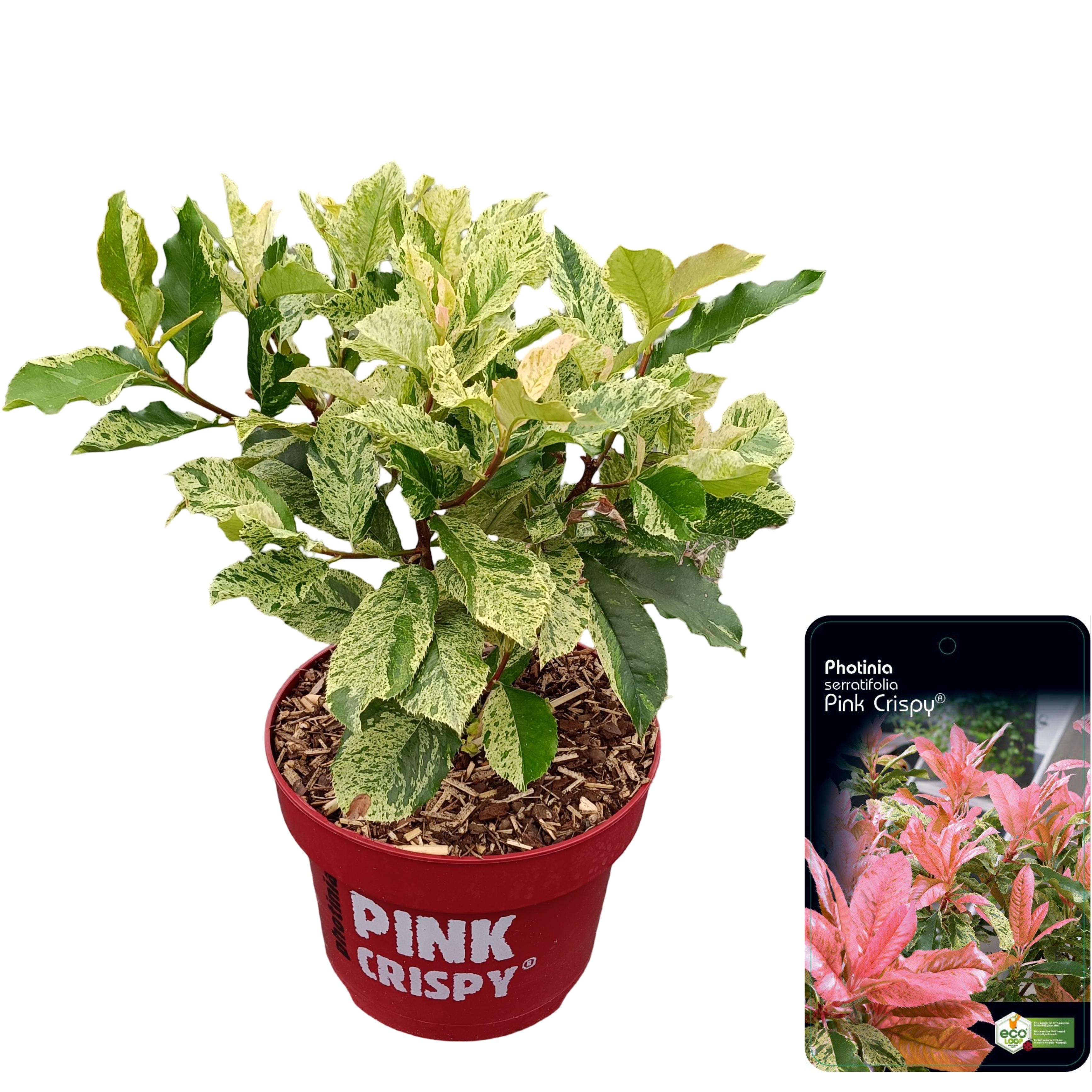 Picture of Photinia serratifolia 'Pink Crispy'® C5