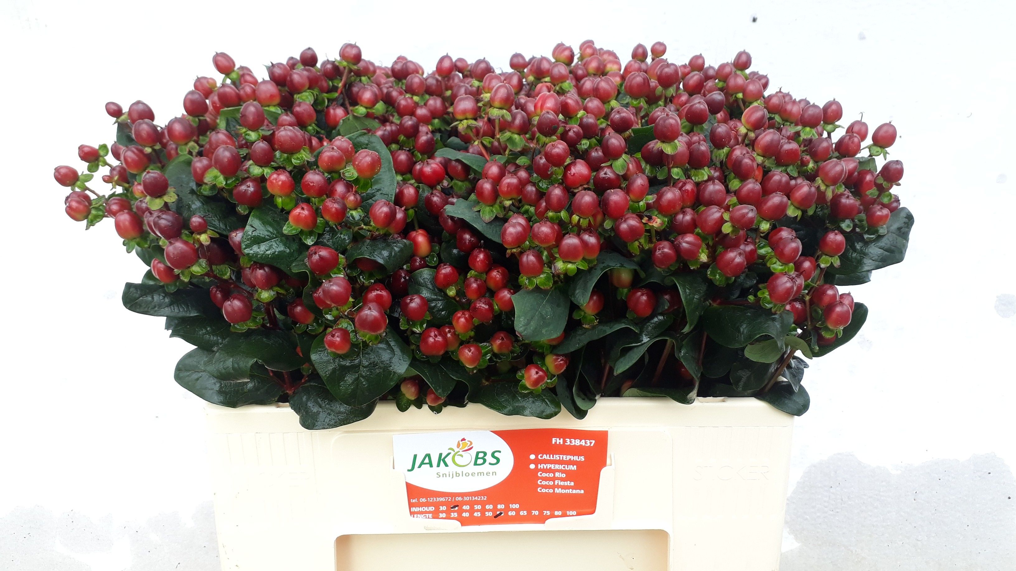 Hypericum Montana 50cm