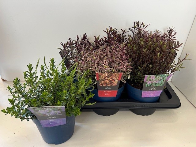 Picture of Hebe specials mixtray