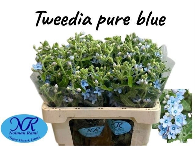 Oxypetal Tan Pur Blu