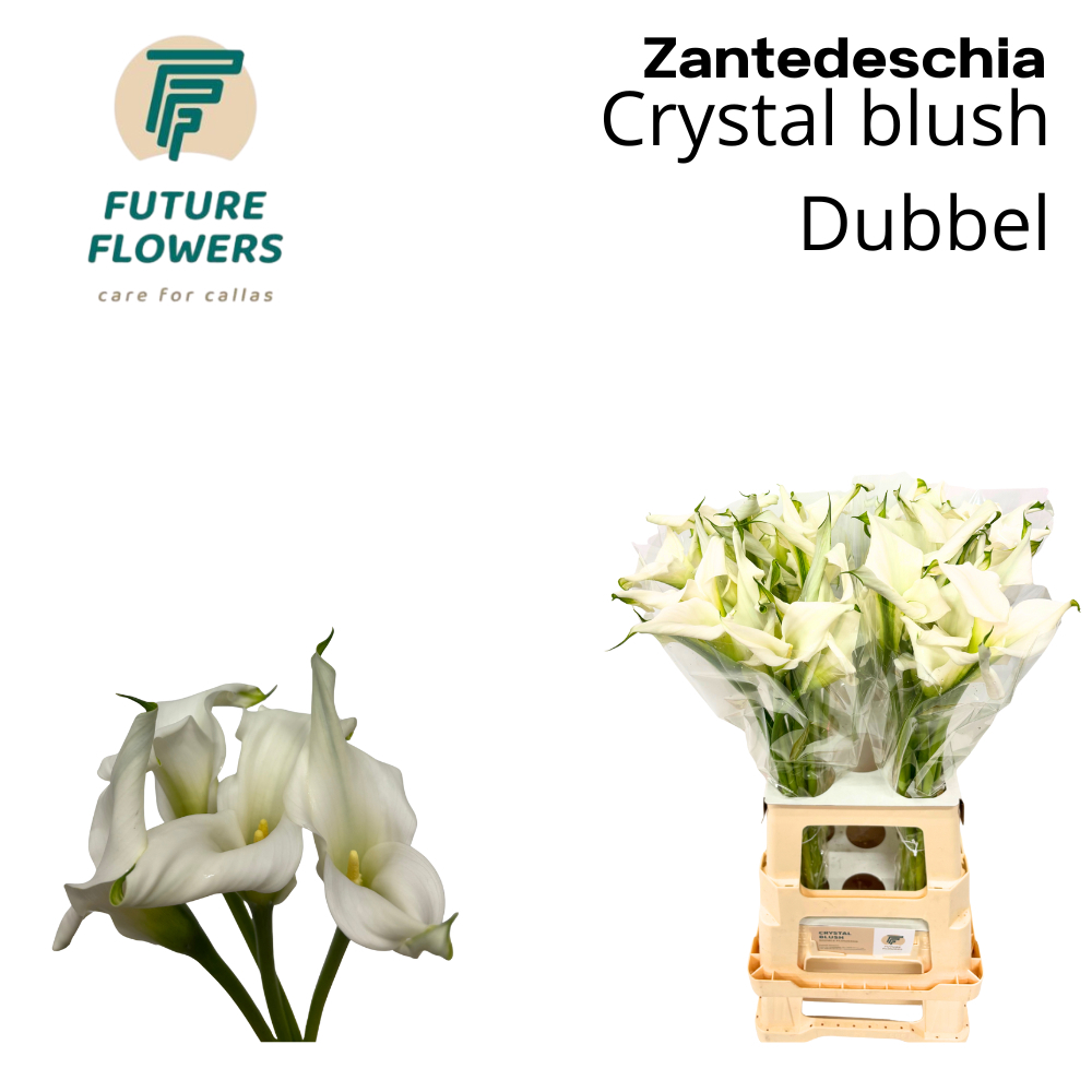 Zant Crystal Blush