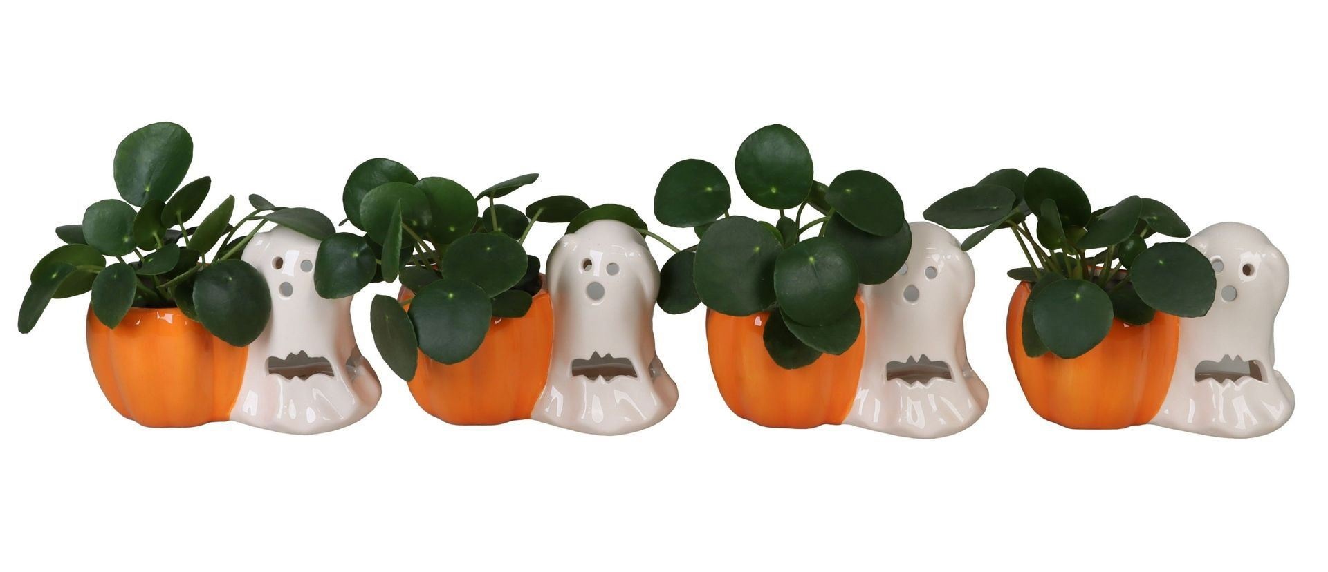 Pilea L 66456 With Pilea Peperomides