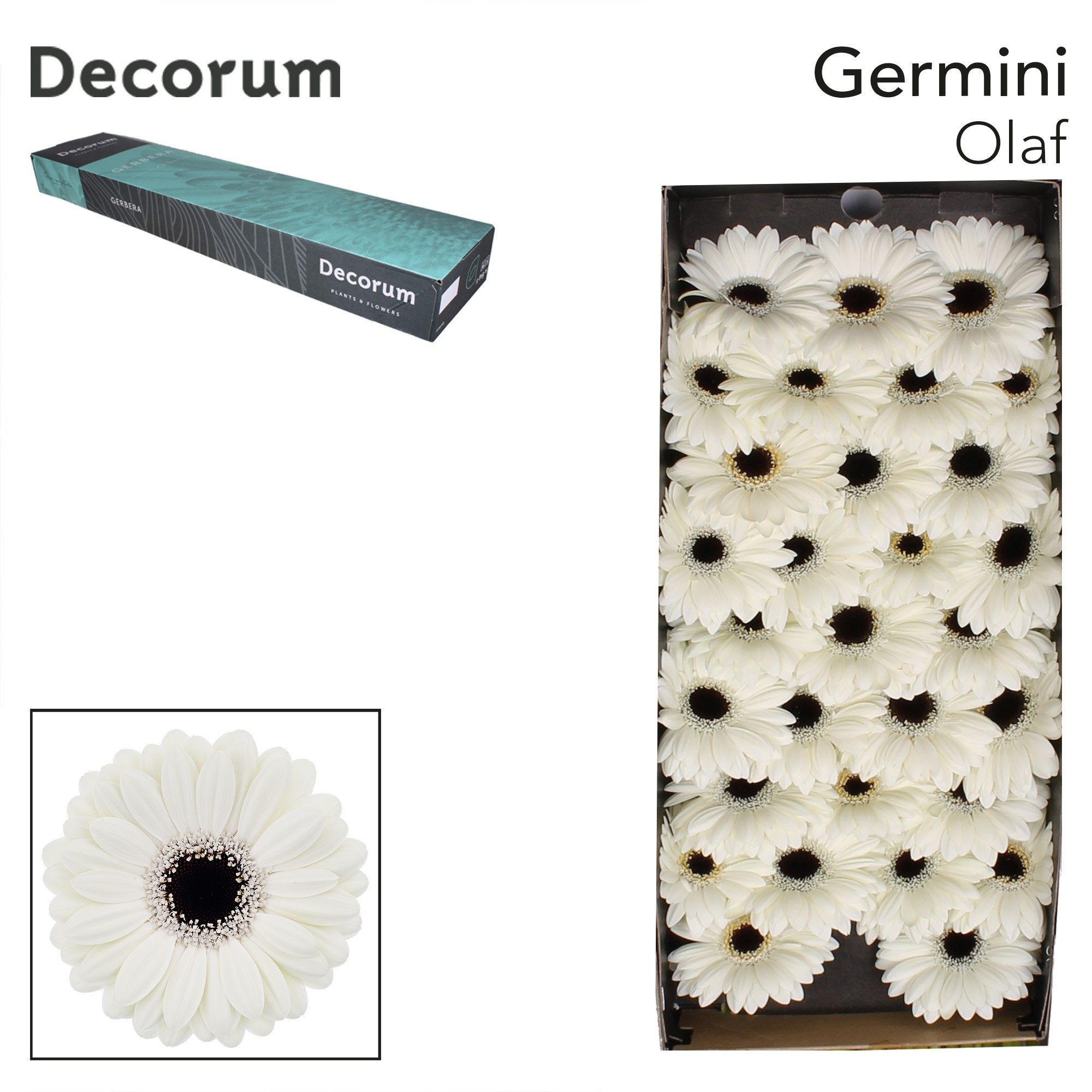 Germini Olaf Doos