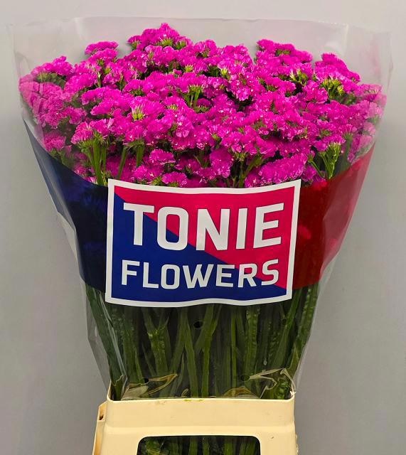 Lim S Dyna Rose 80cm 48gram