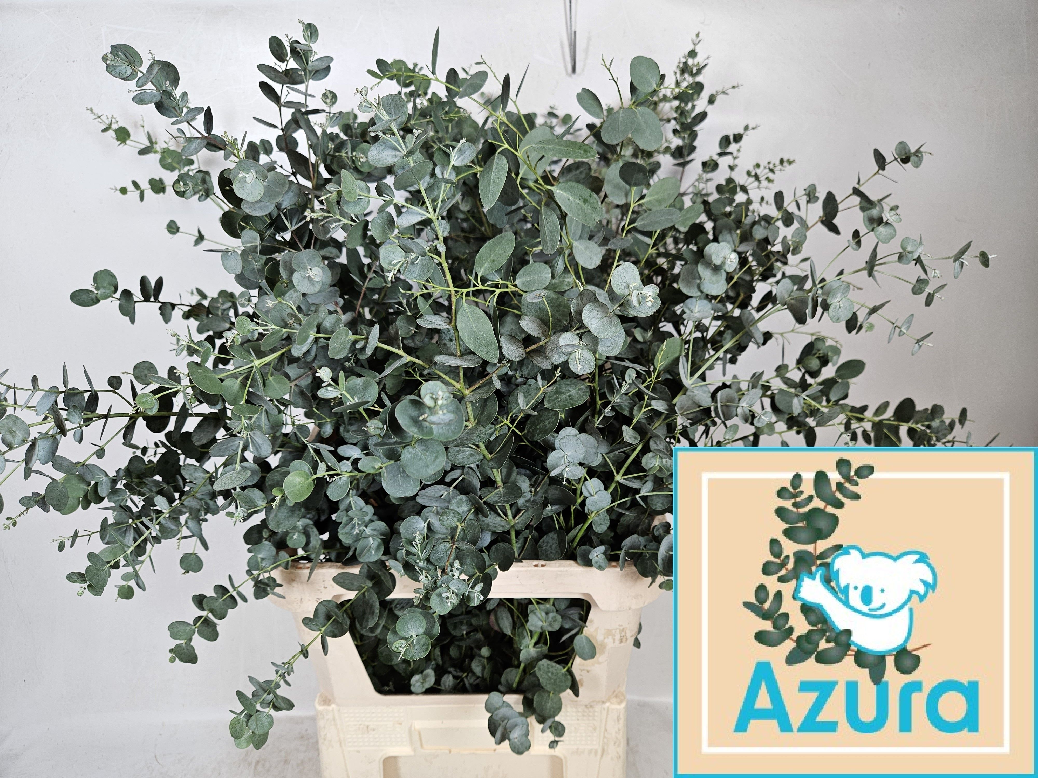 Euca Gu Azura 95L.cm