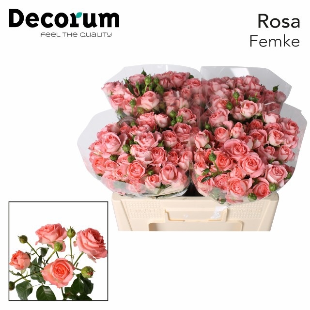 Rosa Spr Femke 50cm