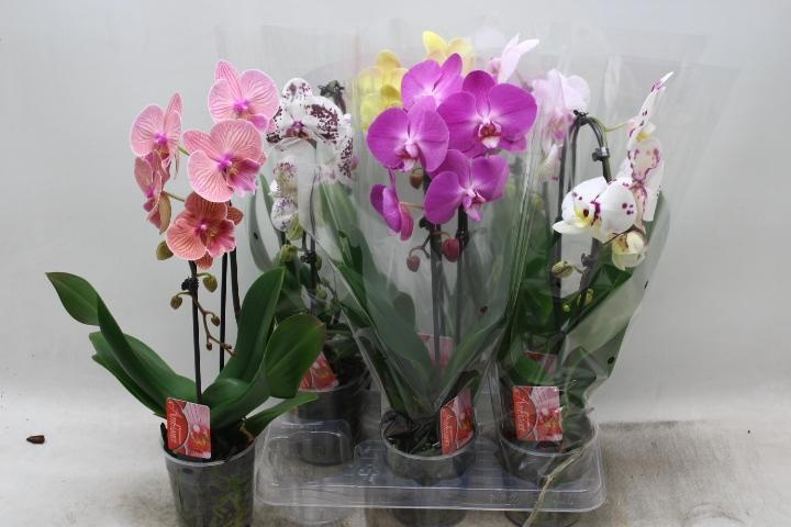 Phal El Cascade 12P 45H 1TAK 6bloem 23bloei