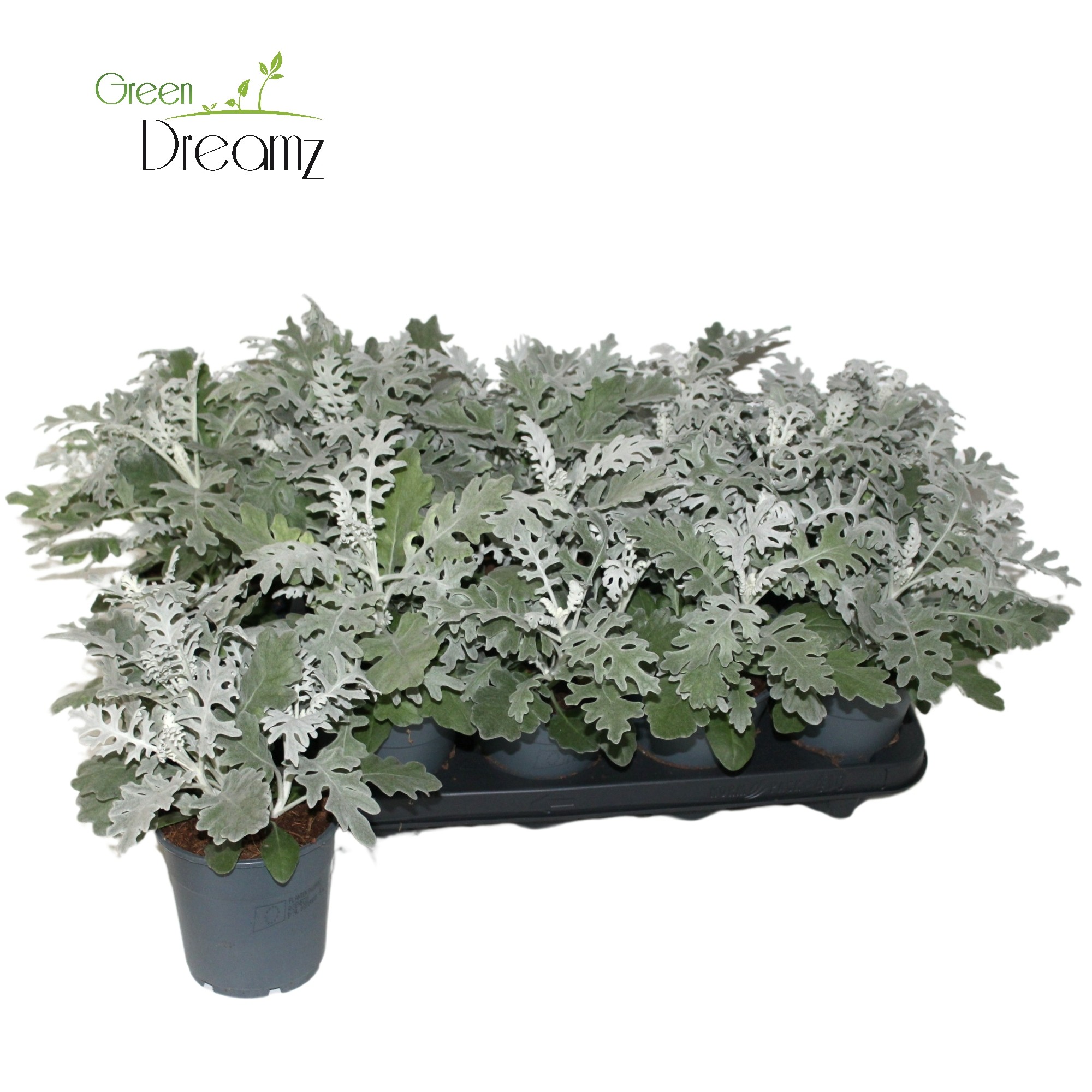 Picture of Senecio Cineraria P12 30CM