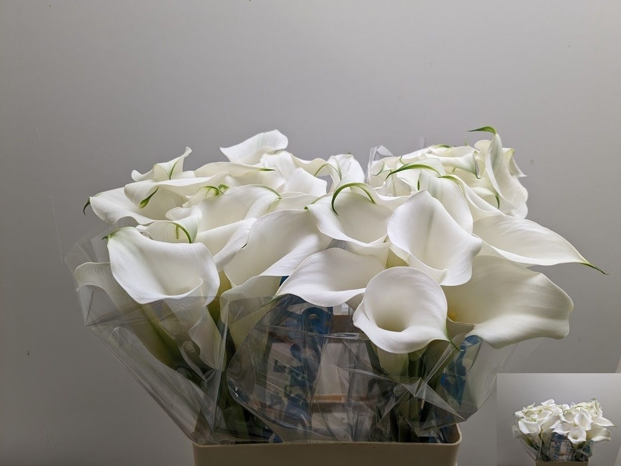 Calla Capt Ventura 60cm