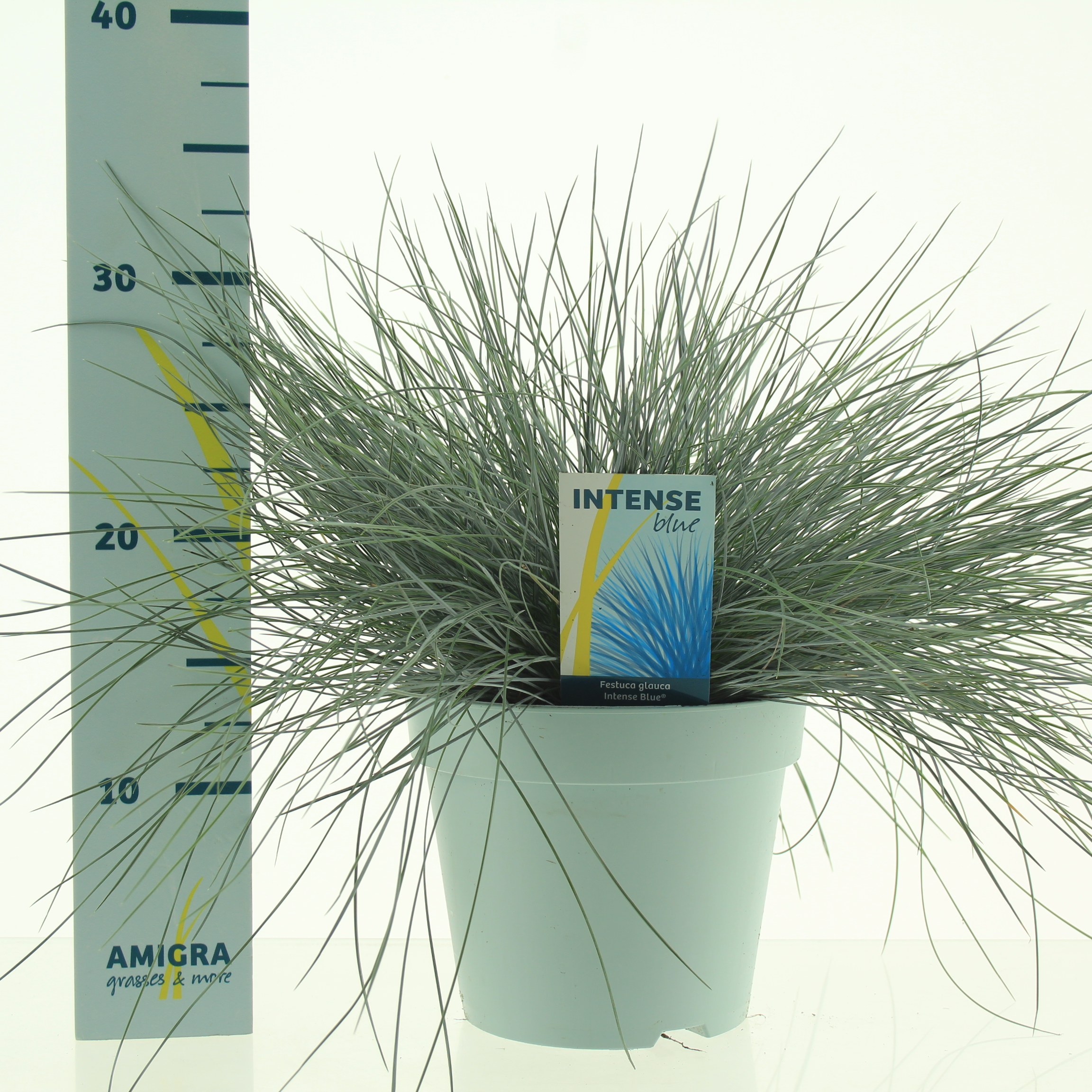 Picture of Festuca glauca Intense Blue® P17 (2 Ltr)