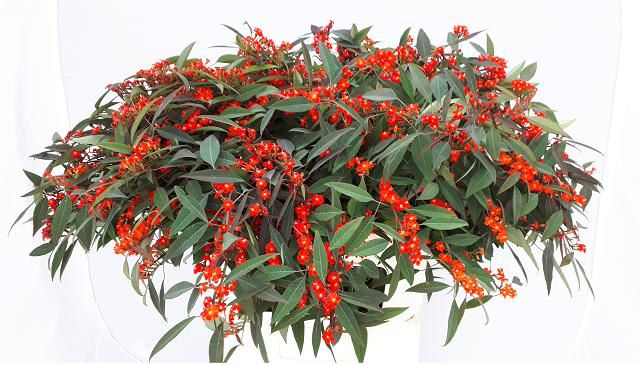 Euphorbia Spray Red Surprise 80cm
