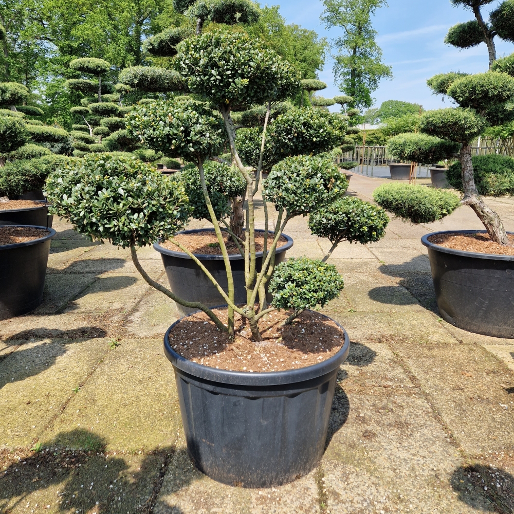 Picture of Ilex crenata Mutchagara C230 Bonsai-125/150-cm